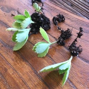 (5) Baby Kalanchoe Mother of Thousands